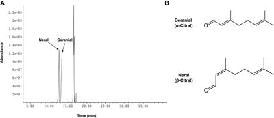 Antimicrobial Activity of Lemongrass Essential Oil (Cymbopogon flexuosus) and Its Active Component Citral Against Dual-Species Biofilms of Staphylococcus aureus and Candida Species